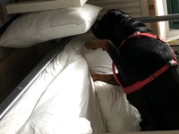 Hotellsök